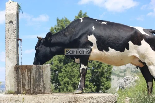 Sarıidris Kasabası Yaylaları