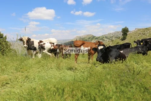 Sarıidris Kasabası Yaylaları