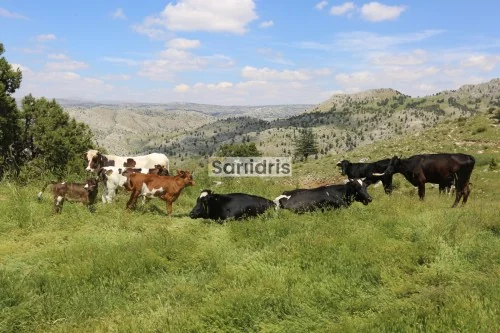 Sarıidris Kasabası Görselleri