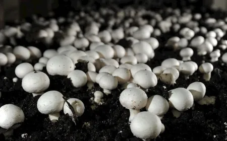 Isparta'nın Sarıidris Kasabası: Mantar Üretiminin Kalbi