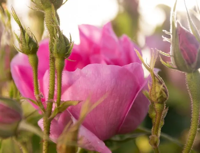 Isparta'da Yağ Gülü Yetiştiriciliği: Fide Seçimi, Toprak Hazırlığı ve Dikim Rehberi